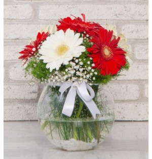 Vazoda Gerbera  2