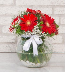 Vazoda Gerbera