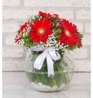 Vazoda Gerbera