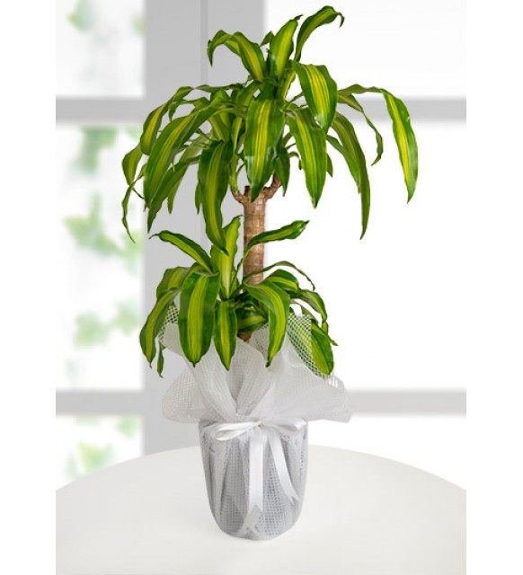 Dracena Massengena Canlı Saksı Çiçeği