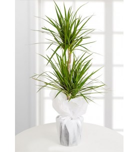 Dracena Marginata Saksı Çiçeği