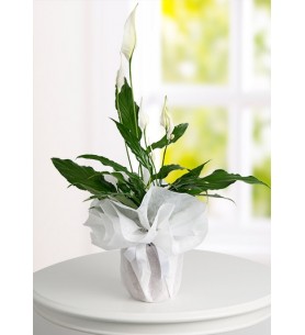 Spathiphyllum Barış Saksı Çiçeği
