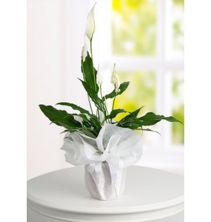 Spathiphyllum Barış Saksı Çiçeği