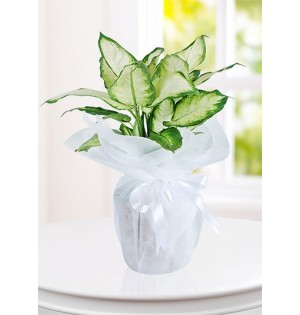 Dieffenbachia Canlı  Saksı Çiçeği
