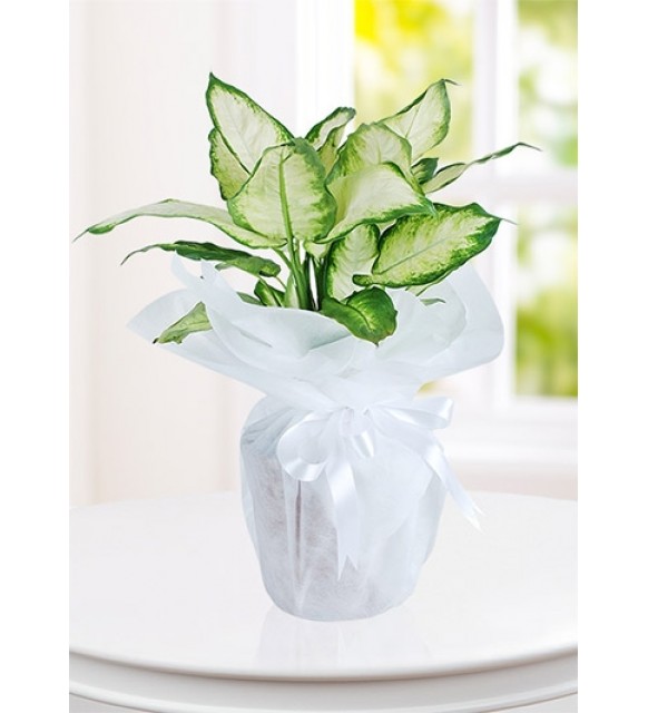 Dieffenbachia Canlı  Saksı Çiçeği