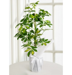 Schefflera Canlı Saksı Bitkisi