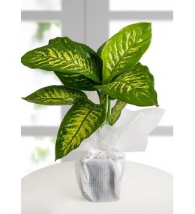 Tropic Snow Canlı Saksı Bitkisi