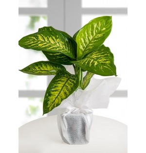 Tropic Snow Canlı Saksı Bitkisi