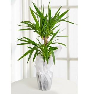 Yucca Tropik Canlı Saksı Bitkisi