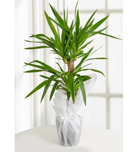 Yucca Tropik Canlı Saksı Bitkisi